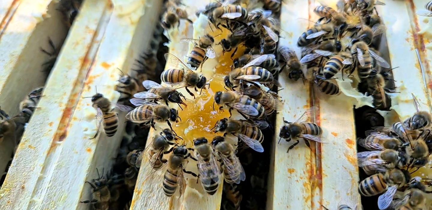 Abeilles qui mangent du miel sur des cadres de ruche