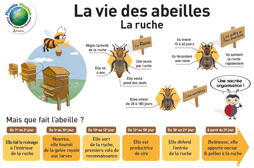 La vie des abeilles dans la ruche