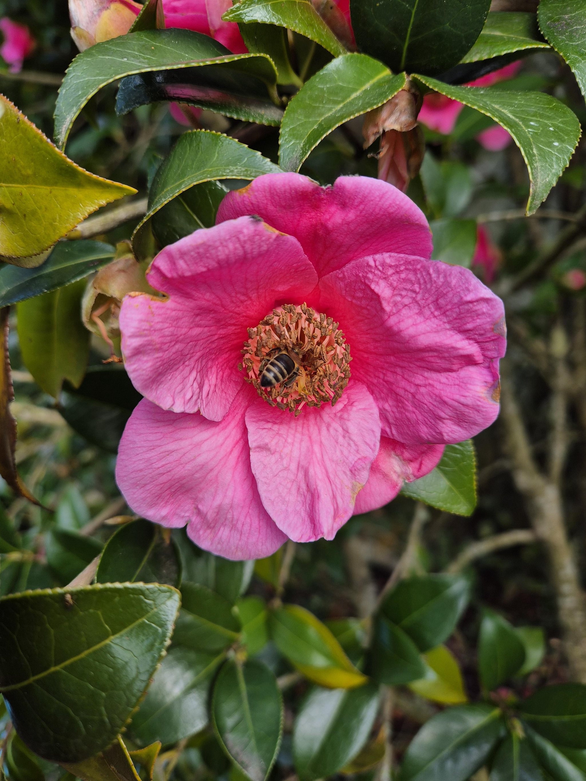 Abeille qui butine dans une fleur de camelia