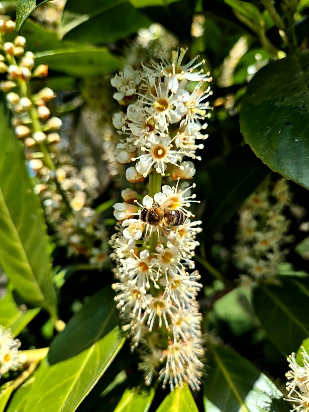 Abeille qui butine des fleurs de laurier