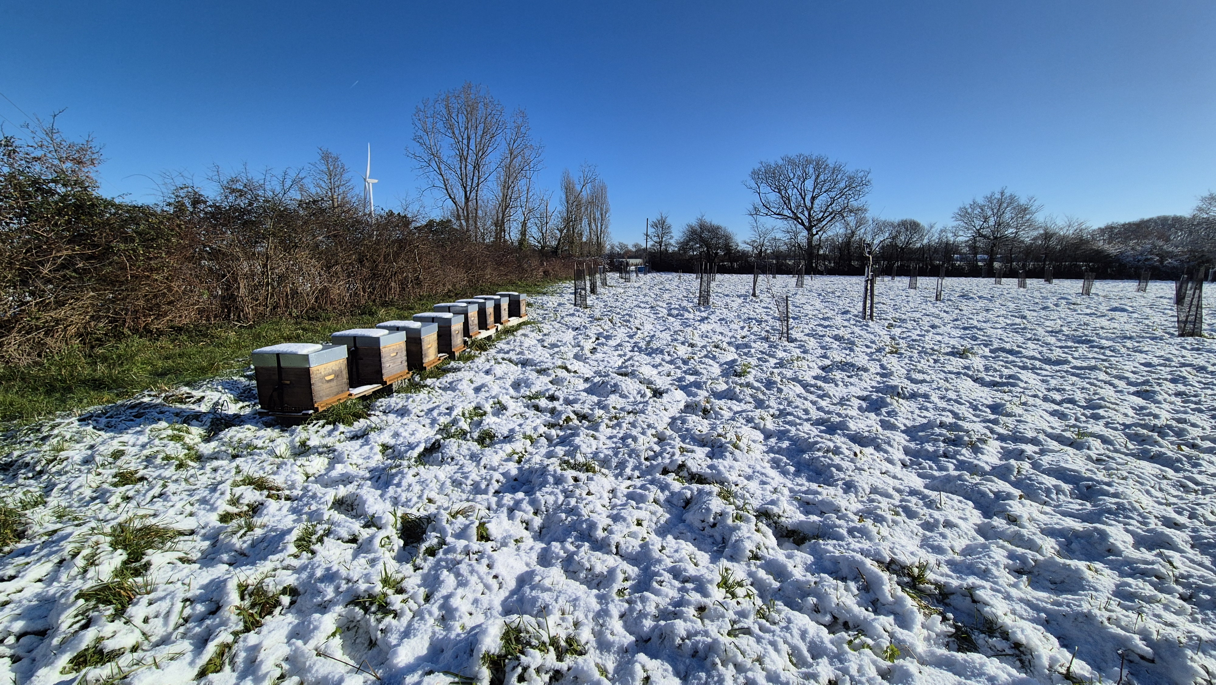 Rucher en hiver dans les Pays de Retz