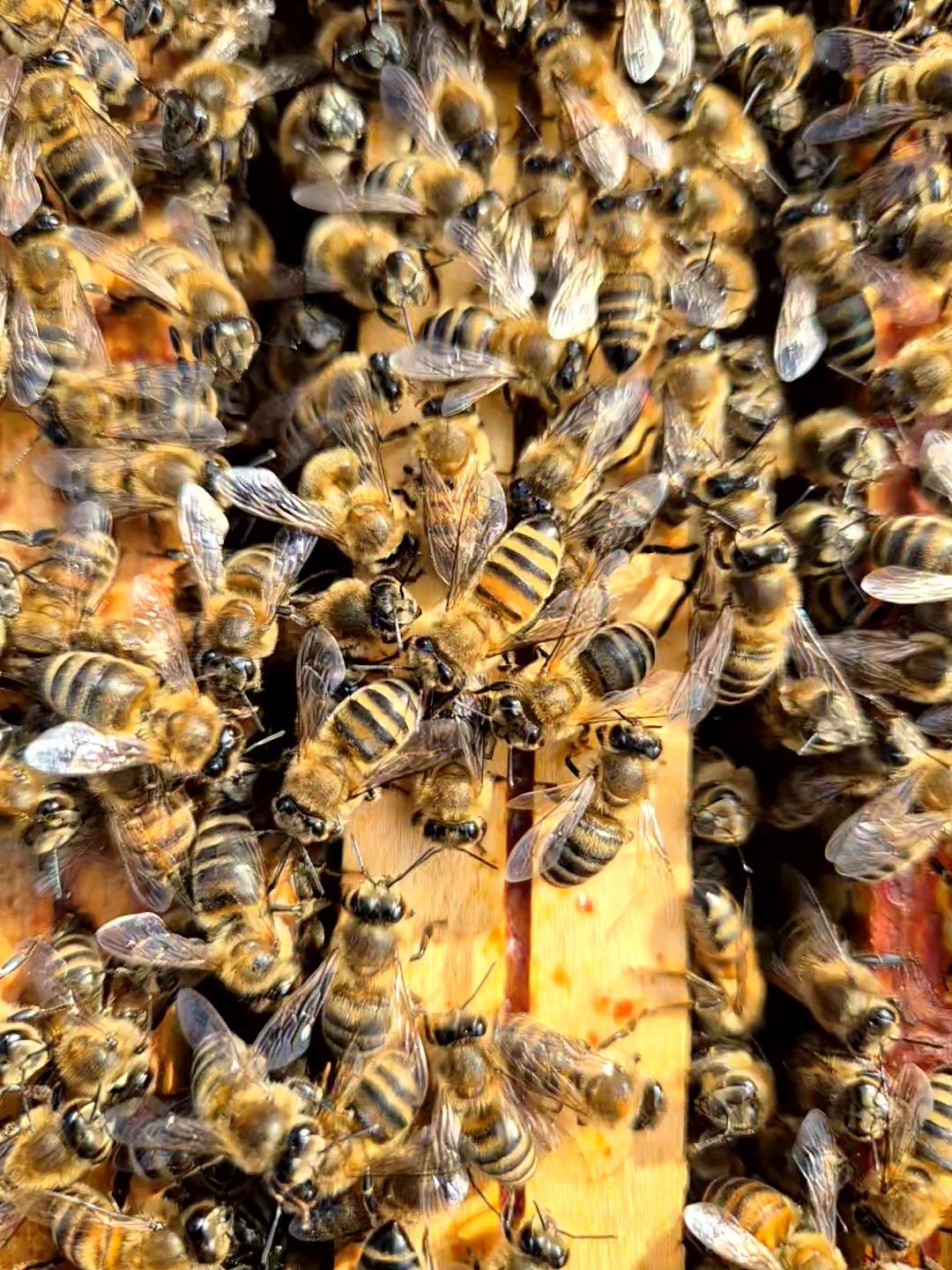 Abeilles buckfast sur un cadre