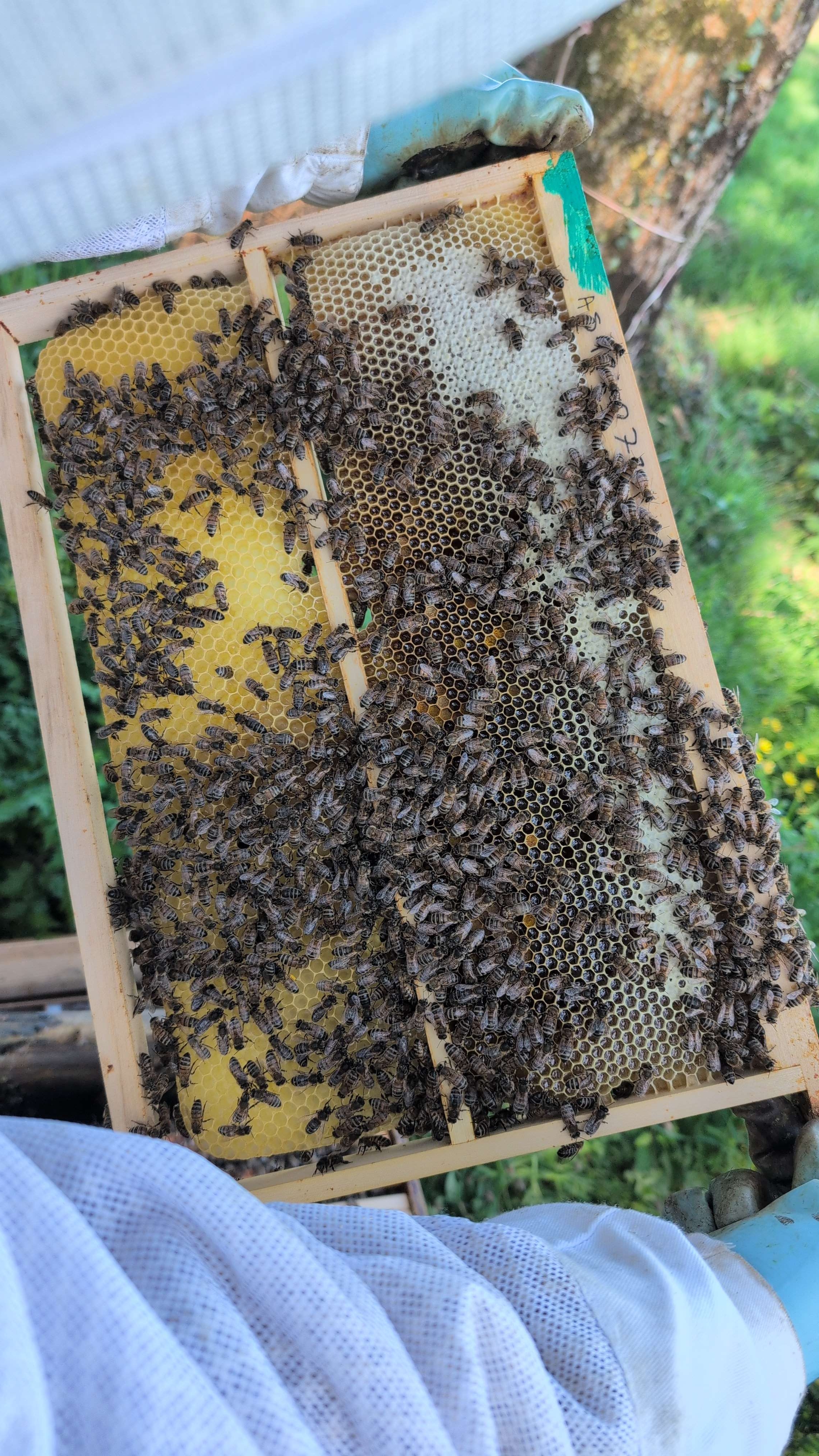 Cadre à male en construction avec des abeilles et du miel dans la partie supperieure