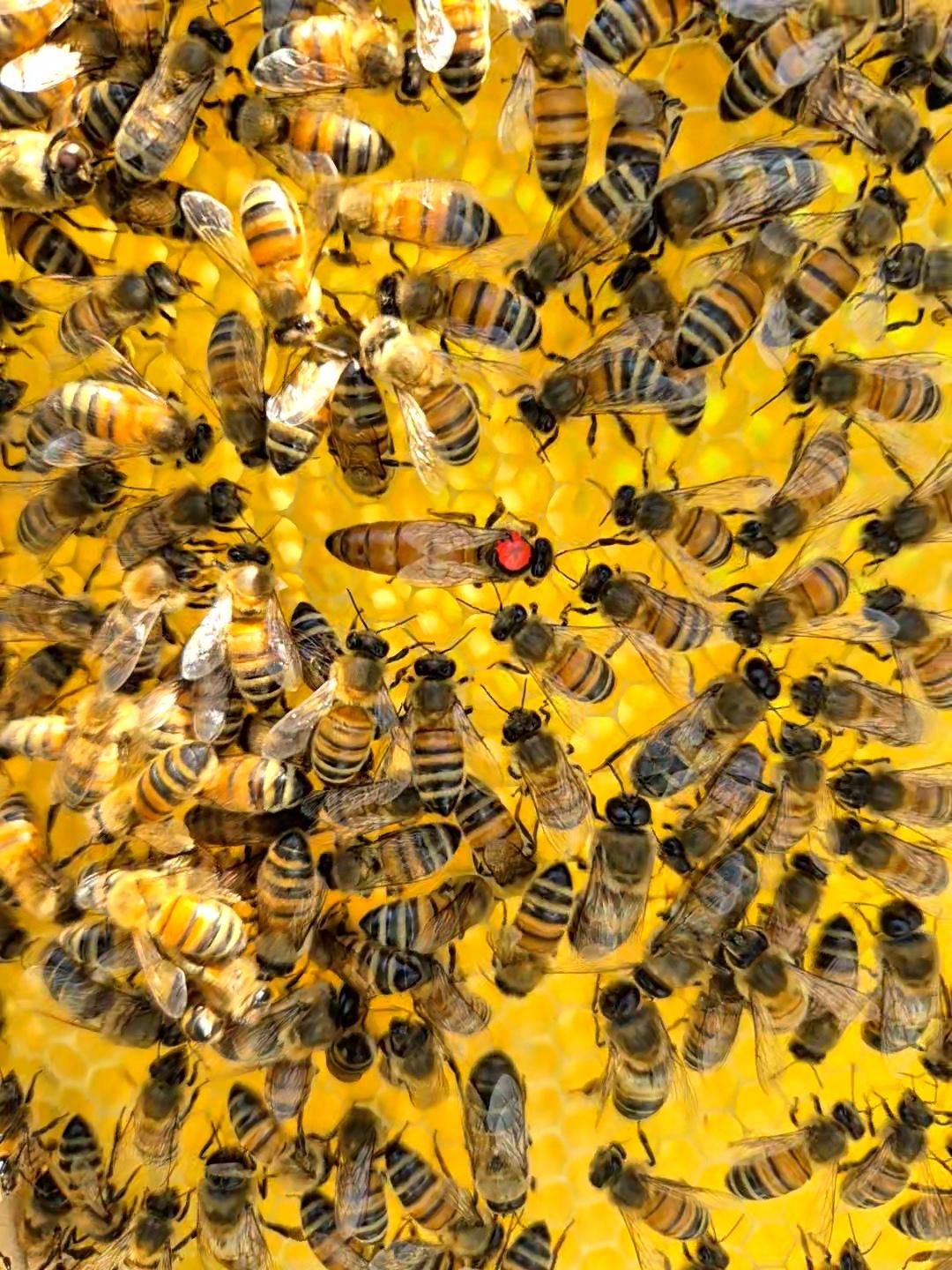 Reine buckfast marquée, qui se balade sur un cadre