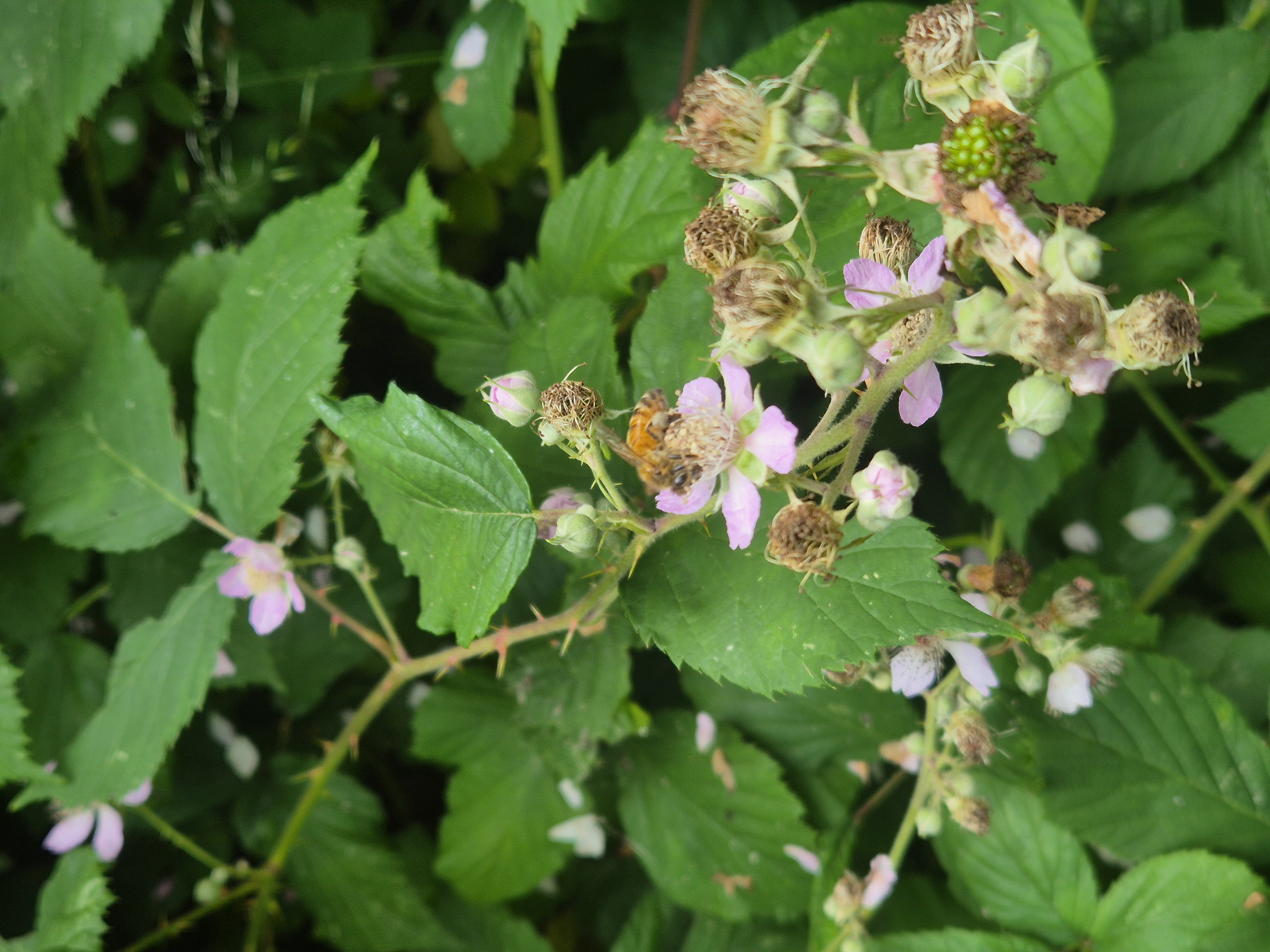 Abeille butinant une fleur de ronce