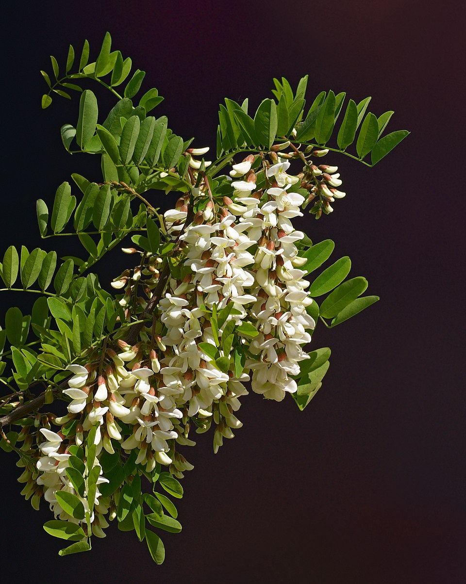 Acacia (Robinier)