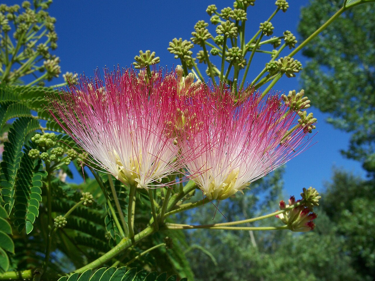 Albizia