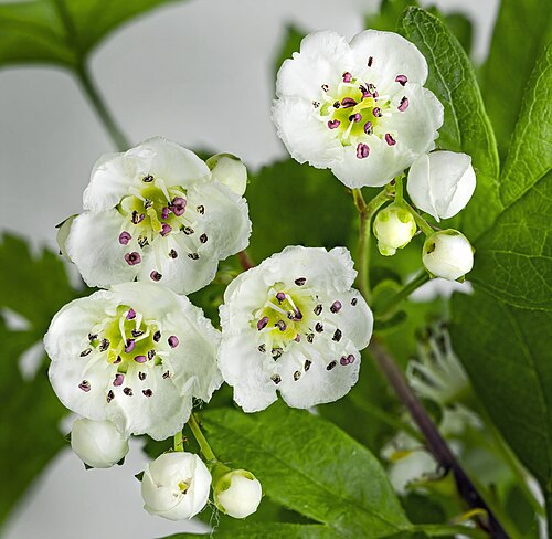 Aubépine
