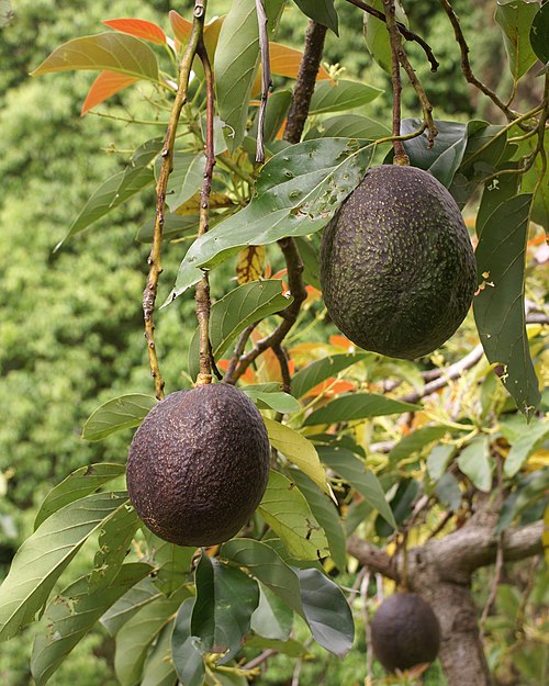 Avocatier