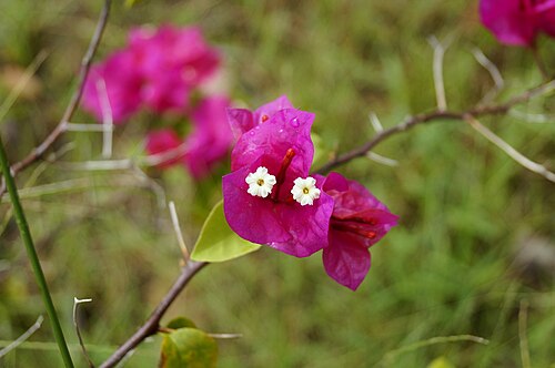 Bougainvillier