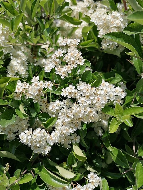 Buisson ardent