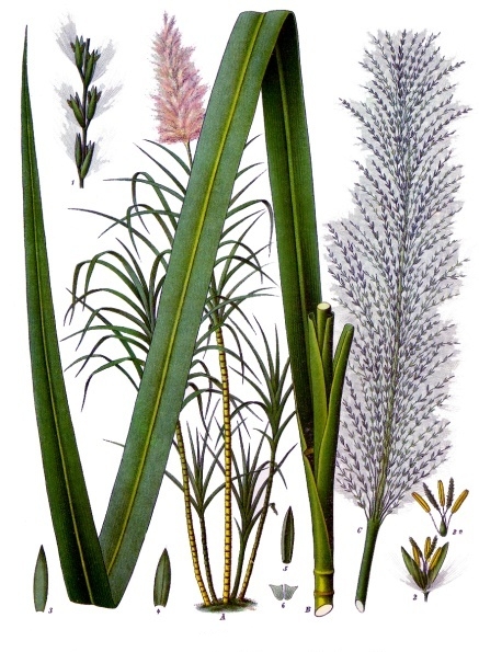 Canne à sucre