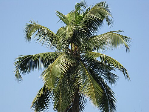 Cocotier