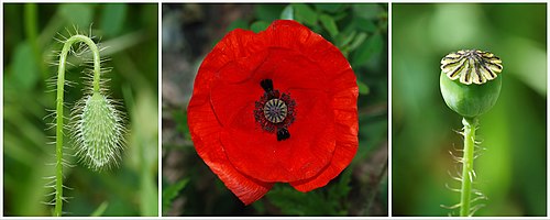 Coquelicot