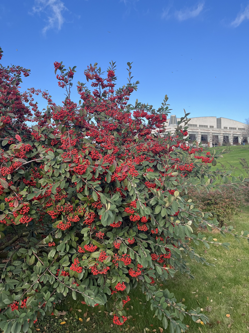 Cotonéaster
