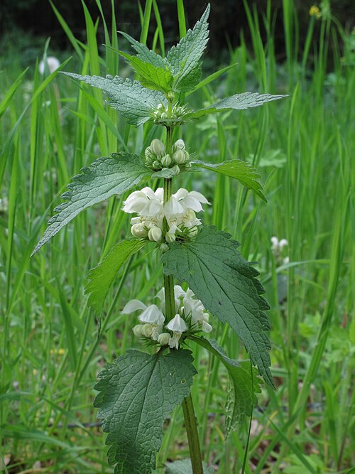 Lamier blanc