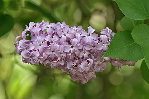 Lilas