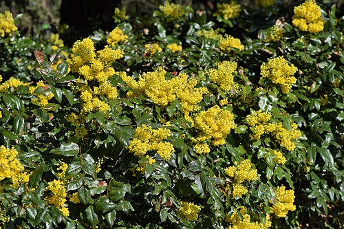 Mahonia