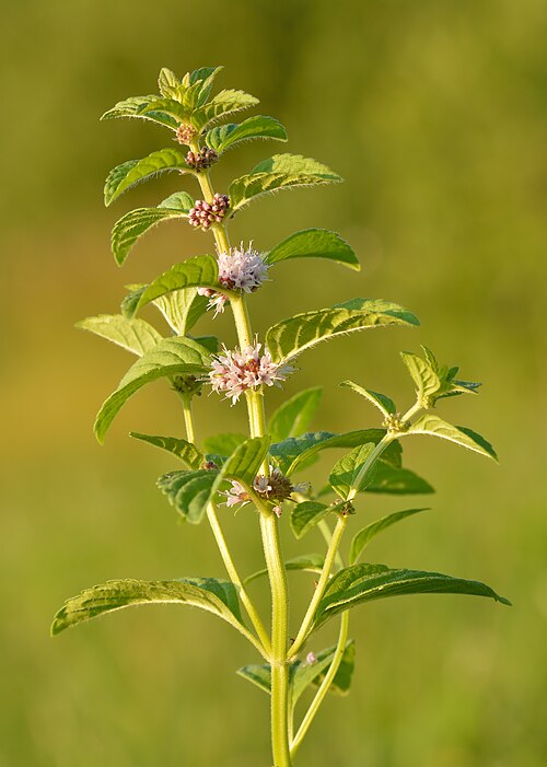 Menthe