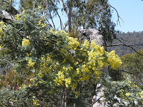 Mimosa