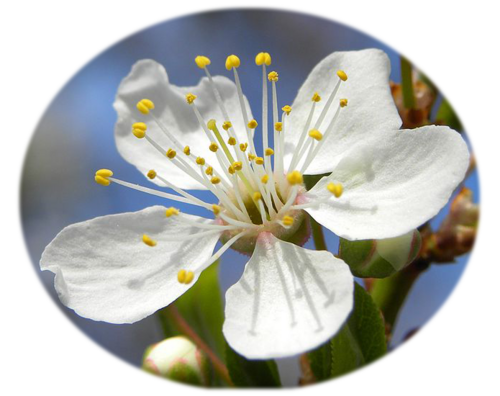 Mirabellier