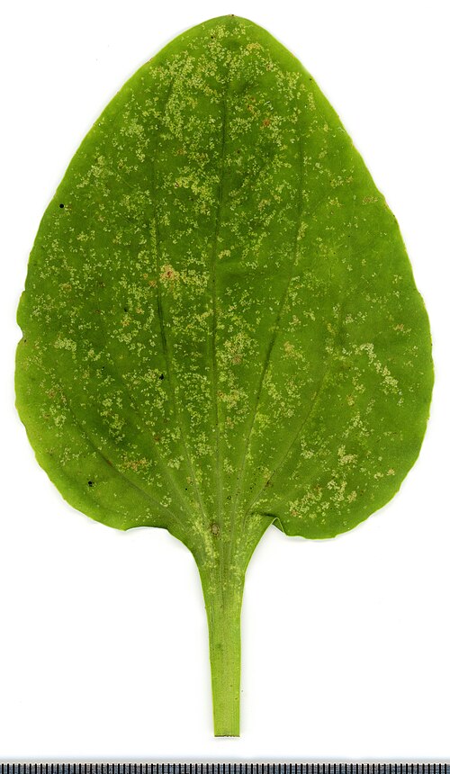 Plantain