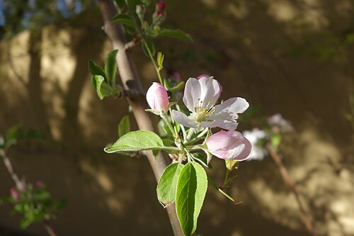 Pommier