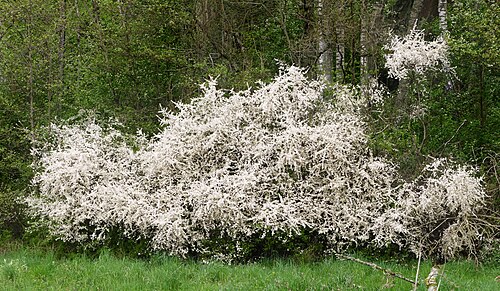 Prunellier