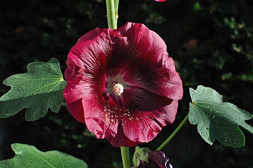 Rose-trémière