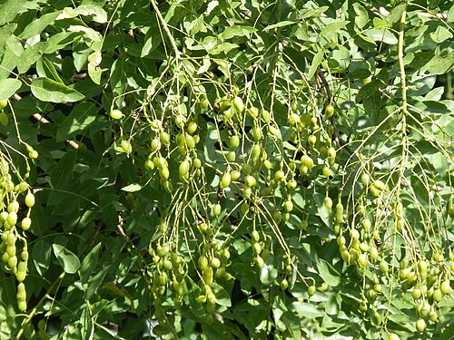 Sophora