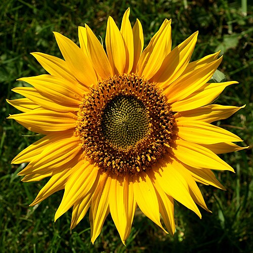 Tournesol
