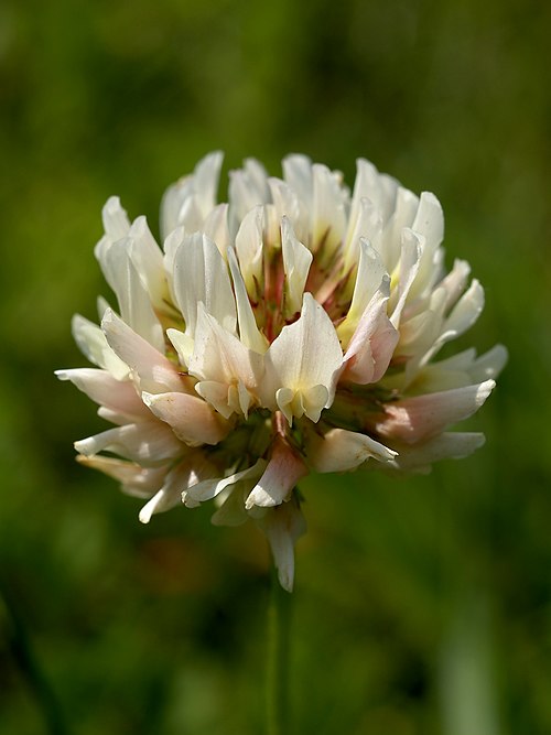 Trèfle blanc