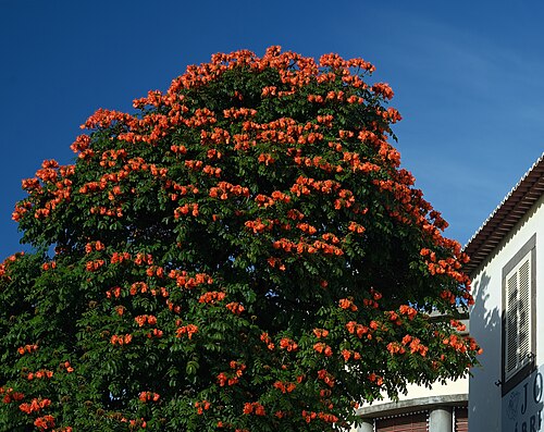 Tulipier du Gabon
