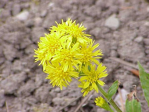 Verge d'or