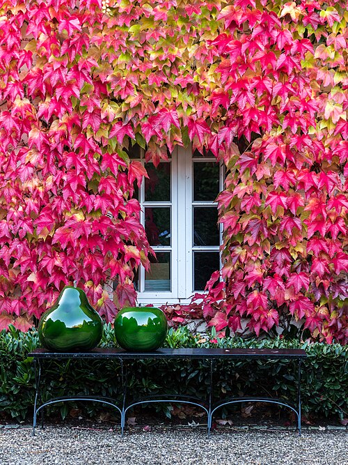 Vigne-vierge