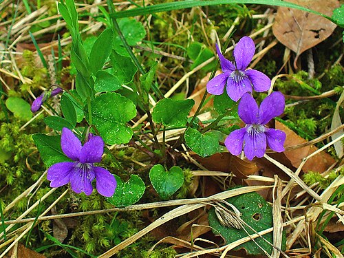 Violette